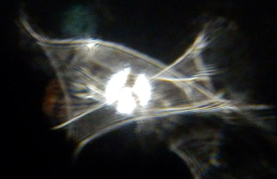 �q�[�����O